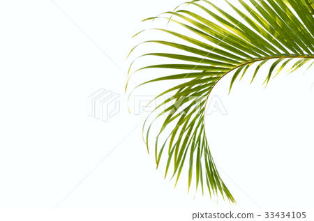 green leaves isolate on white background 33434105