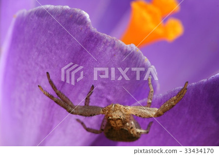 Flowers, spiders 33434170