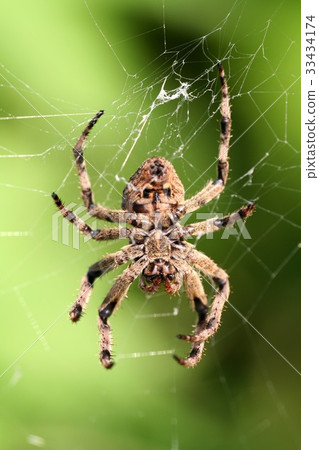 Spider, spider web 33434174