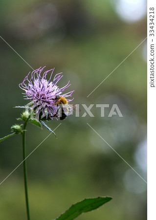 Thyristor, insect Thyristor, insect 33434218