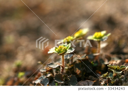 Gwaengyinun 33434243