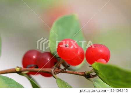 Bead stinger 33434245