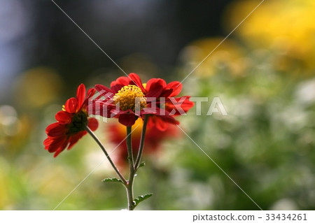 Chrysanthemum 33434261