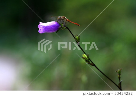 金剛燈籠,蜻蜓 金剛燈籠,蜻蜓 33434282