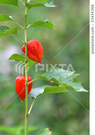 ground cherry ground cherry 33434366