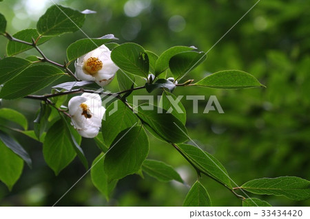 Tree Tree 33434420