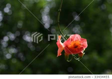 藍花楹 藍花楹 33434455
