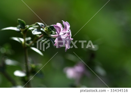 Baekjeonghwa 33434516