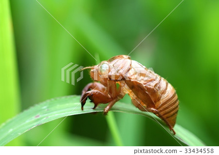 Sickness, cicada Sickness, cicada 33434558