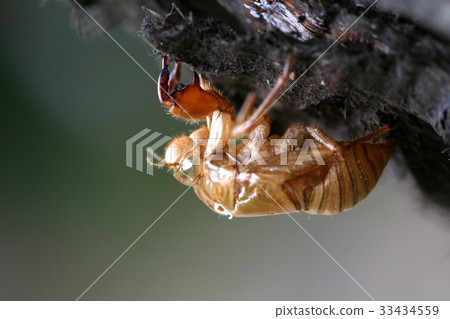 Sickness, cicada Sickness, cicada 33434559