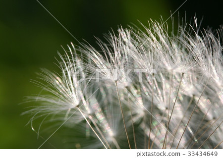 萬聖節,蒲公英 萬聖節,蒲公英 33434649