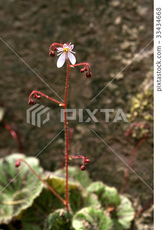 虎耳草 虎耳草 33434668