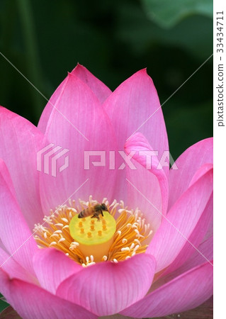Bee, lotus 33434711