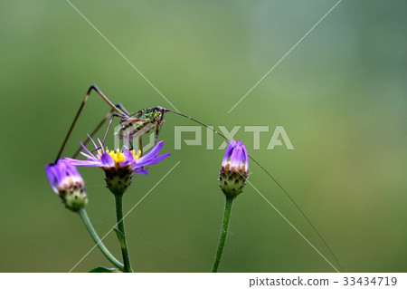 花，蚱蜢 33434719