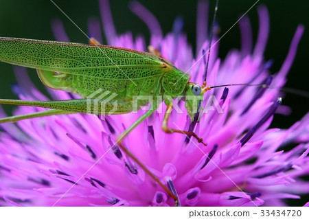Flower, grasshopper Flower, grasshopper 33434720