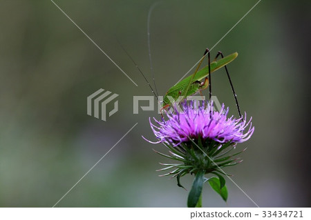 Flower, grasshopper Flower, grasshopper 33434721