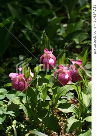 Flower Flower 33434732