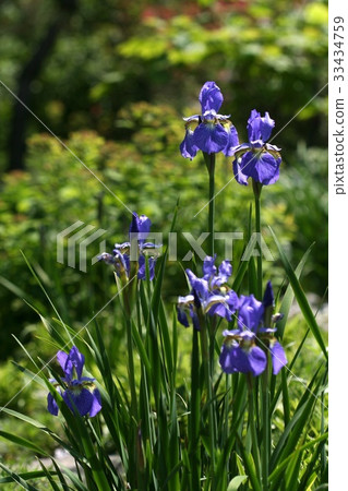 鳶尾花 鳶尾花 33434759