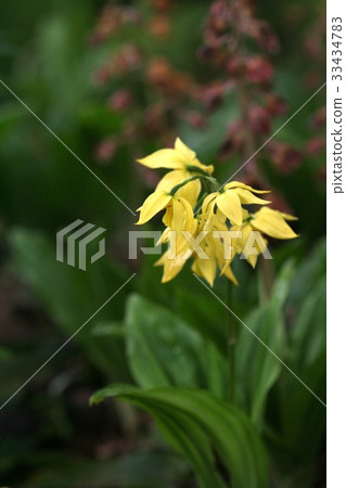 Shrimp orchid 33434783