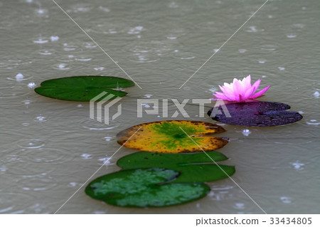 Rain, water lily, pond 33434805