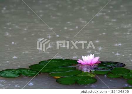 Rain, water lily, pond Rain, water lily, pond 33434806