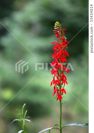 沙參triphylla號 沙參triphylla號 33434814