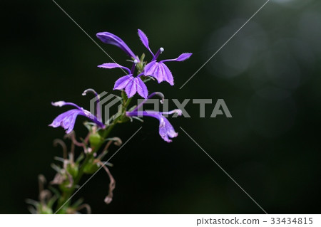 沙參triphylla號 沙參triphylla號 33434815