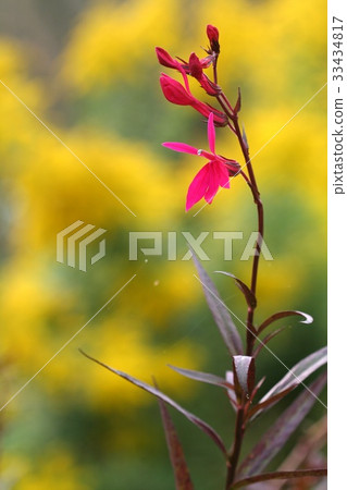 沙參triphylla號 沙參triphylla號 33434817
