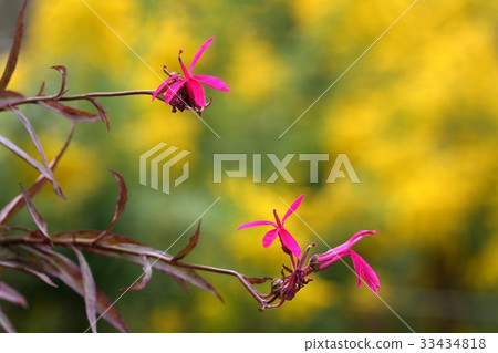 沙參triphylla號 沙參triphylla號 33434818