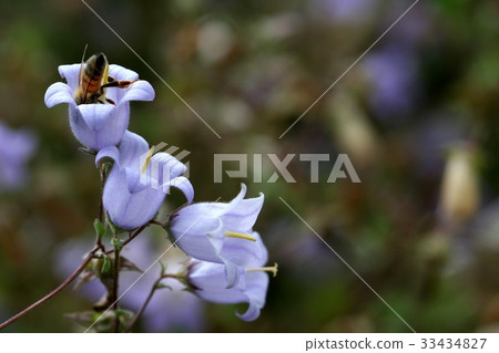 Simpsy Andra, Insect 33434827