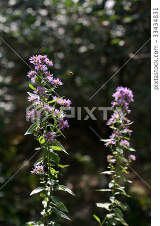 A stupid person 33434831