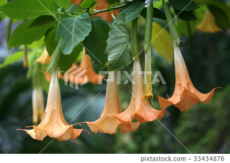 Angel Trumpet 33434876