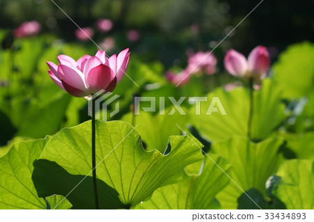 蓮花 33434893