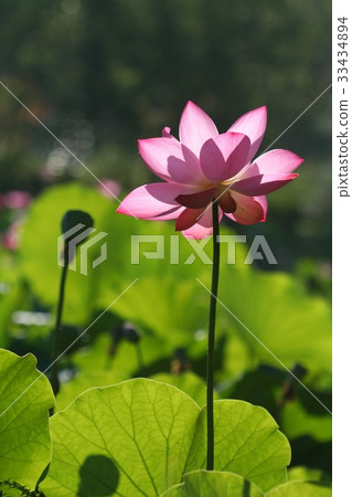 蓮花 33434894