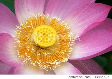 蓮花，米飯，花 33434896