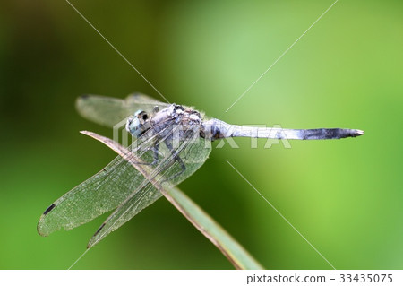 蜻蜓 蜻蜓 33435075