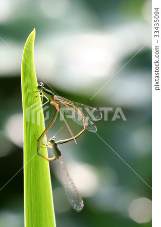 Dragonfly, mating 33435094