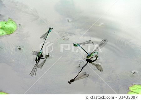 蜻蜓，產卵 33435097