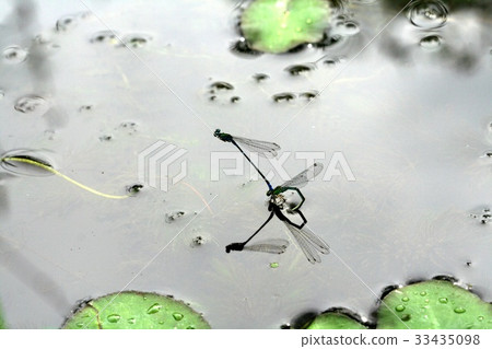 蜻蜓，產卵 33435098