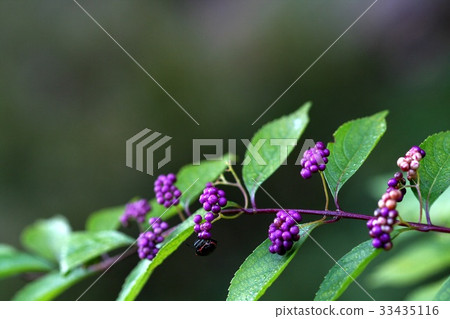 A little harpoon tree 33435116