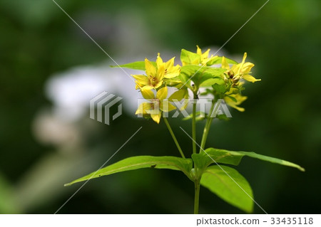 毛黃連花 33435118