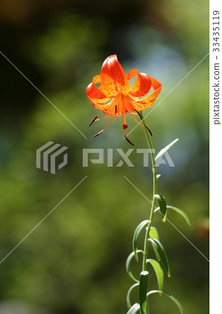 虎百合 33435119