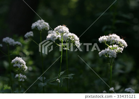 Spiny grass 33435121