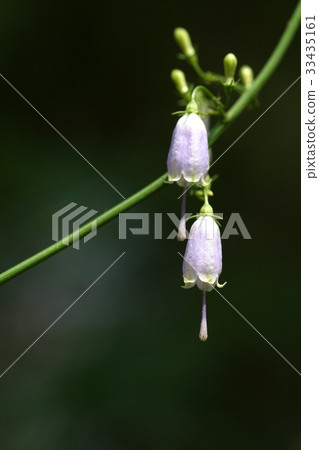 Stratification 33435161