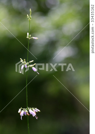 Stratification Stratification 33435162