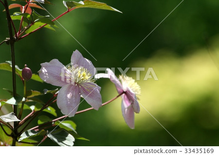 Big flower Big flower 33435169