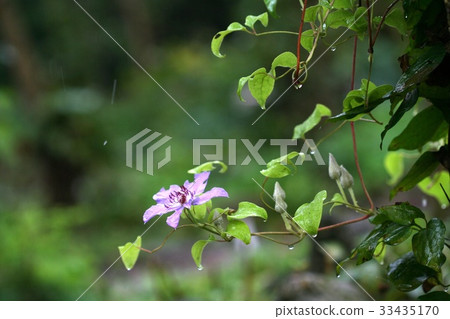 Big flower jar, dew 33435170