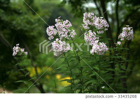 phlox phlox 33435208
