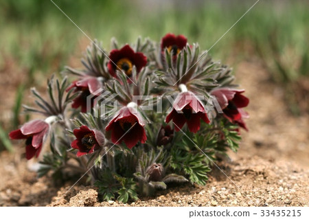 pasqueflower pasqueflower 33435215