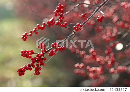 Fruit, fall red Fruit, fall red 33435237